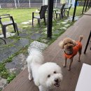 놀다가개유치원 이미지