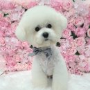 24시 위드유 동물의료센터 이미지