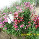 선산대로-20 이미지