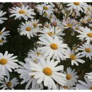 바다요정 이미지