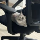 바라봄동물병원 | [육묘일기] 9월의 돌체 앤 시아