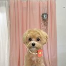 비비드봉 이미지