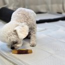 또바기 | 일산 강아지 간식 또바기 반려견 간식 택배 후기