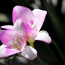 프리지아A 이미지