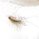 천안봉서중학교 이미지
