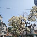 만물마켓 | 대전 원내동 맛집 대식당 오징어두부두루치기, 바지락칼국수