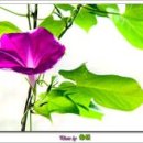 소리나팔꽃 이미지