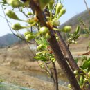 꽃순이농장 이미지