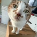 요리조리 | 꼬물리 요리조리 대형 스크래쳐 후기｜숨숨집+수직 스크래쳐 추천