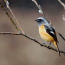 딱따구리 이미지