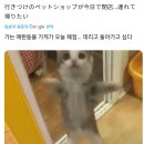 해피캣 이미지
