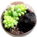 금은농장 이미지