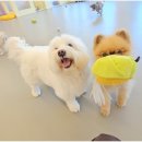 리치펫하우스 이미지