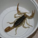 자이언트블랙