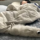 금도끼은도끼 이미지