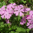 지아정원 이미지