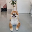 이쁘개 애견샵 이미지