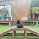 딩동댕애견스파풀빌라 | 딩동댕 애견 스파 풀빌라 가평 강아지 동반 여행 추천