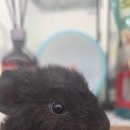 몬스타주 이미지