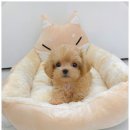꽃강아지 이미지
