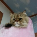 캣 팰리스 이미지