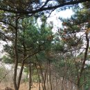 전북 군산시 월명공원 연계 1일6산 종주 코스/2023.6.12.월(1/2) 이미지