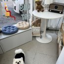 멍멍데잇 이미지