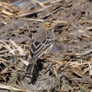 호곡리의 밭종다리(Siberian Pipit) 이미지