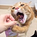 덴탈톡 | 캣츠모리 냥치바잇 고양이껌, 우리 냥이 치석관리 덴탈껌 솔직 후기