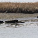 순천만 그리고 나 이미지