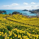 신안군청 | 신안 선도 수선화 축제 2026 — 섬 전체가 황금빛으로! 배시간표와 노란색 드레스코드 할인 꿀팁