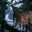 Irma weakens to tropical storm, batters Florida with powerful winds as it heads north 이미지