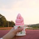 돌머리 696 | 전라도 핑크뮬리 명소 후기(고창청농원,꽃객프로젝트,함평돌머리,나주박물관,장성황룡강)