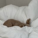 멍무이 쌀롱 이미지