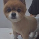 본 동물메디컬센터 외과동물병원 이미지