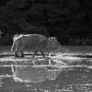 황소와농부 이미지