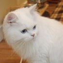 식빵굽는나비 이미지