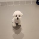 베리독하우스 애견유치원 & 애견호텔 부천점 이미지