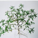 토종농산 이미지