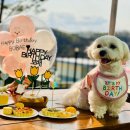 애견펜션 연천펜션 강아지펜션 강아지생일파티 &#34;또또멍1호점&#34; 더블스테이 애견펜션후기