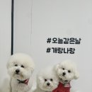 개랑나랑 이미지