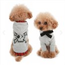 엔젤퍼피 이미지