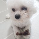 하비몽몽 이미지