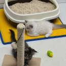 고양이미용 반하나캣 이미지