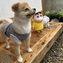아리랑팬션