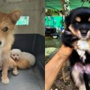 멍멍이가족 이미지