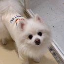 모모그루밍 이미지