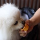 엘티 이미지