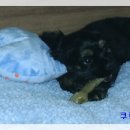 PETPLUS Daum카페