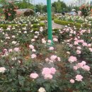 장미공원A 이미지